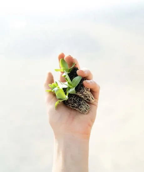 PLANT ON HAND